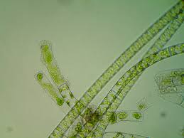 Attēlu rezultāti vaicājumam “Chlorophyta”