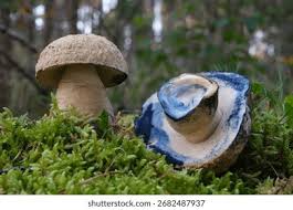 Attēlu rezultāti vaicājumam “Gyroporus cyanescens”