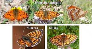Attēlu rezultāti vaicājumam “Melitaea phoebe”