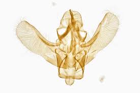 Attēlu rezultāti vaicājumam “Apomyelois bistriatella”