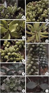 Attēlu rezultāti vaicājumam “Crassulaceae”