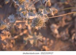 Attēlu rezultāti vaicājumam “Eryngium maritimum bud”