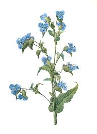 Attēlu rezultāti vaicājumam “Commelina coelestis flower”