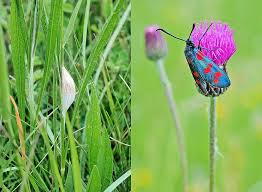 Attēlu rezultāti vaicājumam “Zygaena filipendulae exuvia”