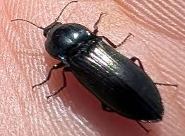 Attēlu rezultāti vaicājumam “Selatosomus aeneus”