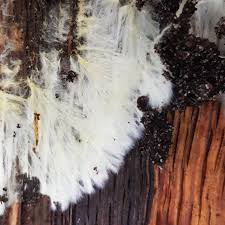 Attēlu rezultāti vaicājumam “Steccherinum fimbriatum”