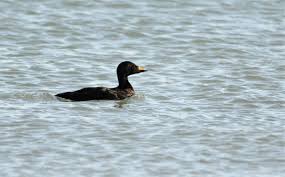Attēlu rezultāti vaicājumam “Melanitta nigra”