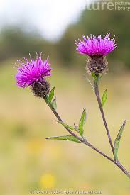 Image result for Centaurea nigra