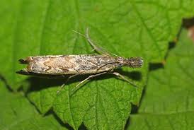 Attēlu rezultāti vaicājumam “Platytes alpinella”