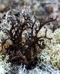 Attēlu rezultāti vaicājumam “Cetraria ericetorum”