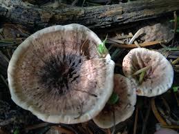 Attēlu rezultāti vaicājumam “Phellodon tomentosus”