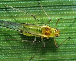 Attēlu rezultāti vaicājumam “Aphodius sp. imago”