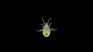 Attēlu rezultāti vaicājumam “Mesostigmata”