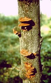 Attēlu rezultāti vaicājumam “Inonotus rheades”