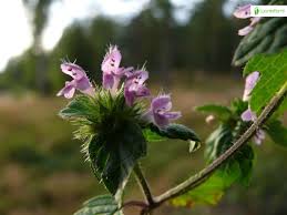 Attēlu rezultāti vaicājumam “Galeopsis bifida”