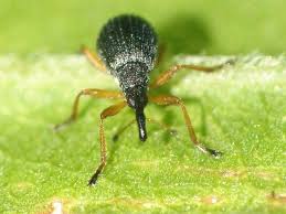 Attēlu rezultāti vaicājumam “Protapion sp.”