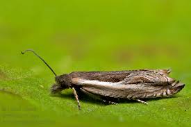 Attēlu rezultāti vaicājumam “Ancylis apicella”