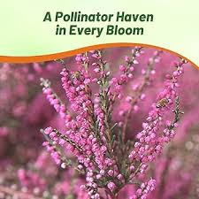 Attēlu rezultāti vaicājumam “Calluna vulgaris fruit”