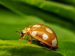 Attēlu rezultāti vaicājumam “Calvia quatuordecimguttata”