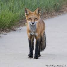 Attēlu rezultāti vaicājumam “Vulpes vulpes  juvenile”