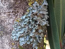 Attēlu rezultāti vaicājumam “Punctelia subrudecta”