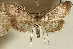 Attēlu rezultāti vaicājumam “Anania lancealis”