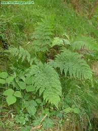 Attēlu rezultāti vaicājumam “Dryopteris dilatata”