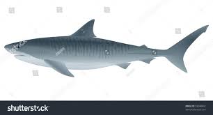 Image result for Galeocerdo cuvier