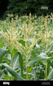 Attēlu rezultāti vaicājumam “Zea mays male flower”