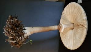 Attēlu rezultāti vaicājumam “Macrolepiota”