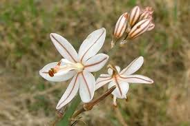 Image result for Asphodelus fistulosus