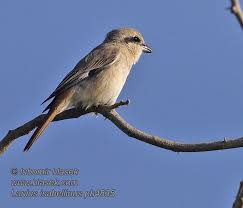 Image result for Lanius isabellinus