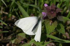 Attēlu rezultāti vaicājumam “Pieris rapae male”