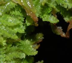 Attēlu rezultāti vaicājumam “Geocalyx graveolens”