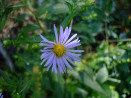 Attēlu rezultāti vaicājumam “Symphytocarpus sp.”