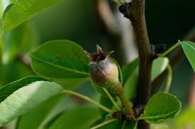Attēlu rezultāti vaicājumam “Pyrus communis bud”