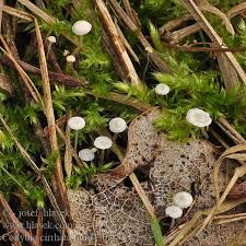 Attēlu rezultāti vaicājumam “Collybia cirrhata”