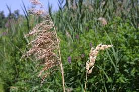 Attēlu rezultāti vaicājumam “Phalaroides arundinacea”
