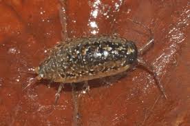 Attēlu rezultāti vaicājumam “Ligidium hypnorum”