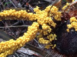 Attēlu rezultāti vaicājumam “Diachea leucopodia young”