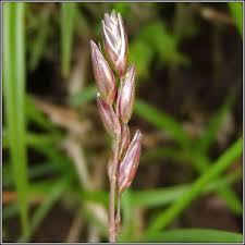 Attēlu rezultāti vaicājumam “Danthonia decumbens bud”