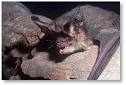 Myths About BATS