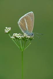 Attēlu rezultāti vaicājumam “Agrodiaetus damon underside”