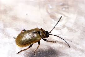 Attēlu rezultāti vaicājumam “Lochmaea caprea”