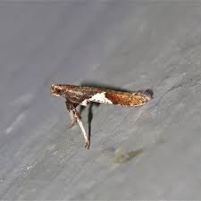 Attēlu rezultāti vaicājumam “Caloptilia stigmatella”