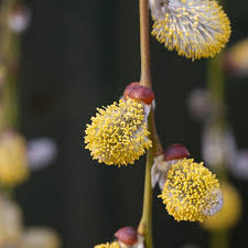 Attēlu rezultāti vaicājumam “Salix caprea male flower”