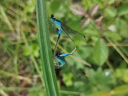 Attēlu rezultāti vaicājumam “Ischnura elegans”