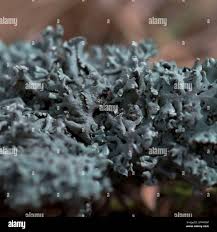 Attēlu rezultāti vaicājumam “Hypogymnia physodes”