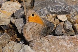 Attēlu rezultāti vaicājumam “Hyponephele lycaon female”