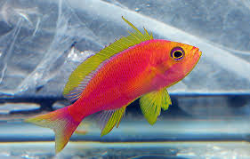 Attēlu rezultāti vaicājumam “Sacchiphantes abietis exuvia”